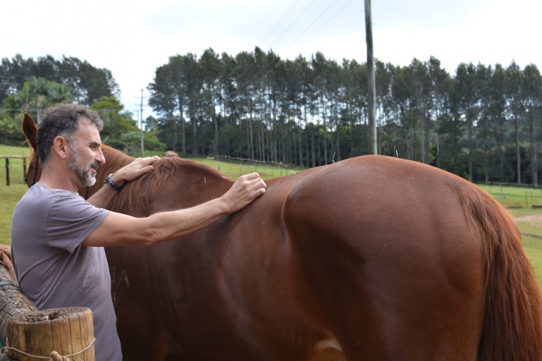 Shiatsu and Acupuncture for Horses the neighs have it...